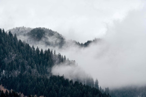 clouds covering forest in winter morning